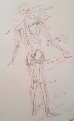 Artistic Anatomy: Drawing a Skeleton Inside a Figure