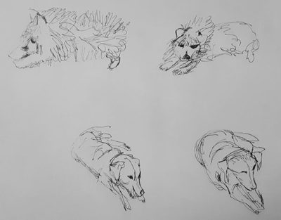 Drawing Basics Track: Animal Gesture Drawings