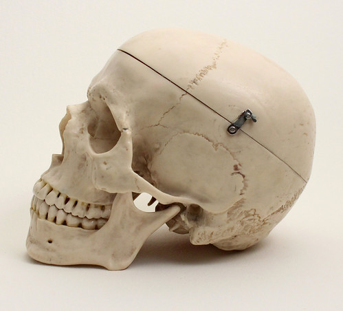 Human Skull Reference #1