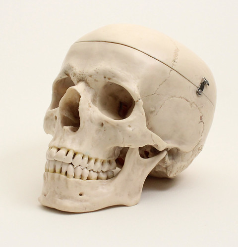 Human Skull Reference #3