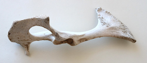 Animal Bone Reference #20