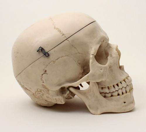 Human Skull Reference #4