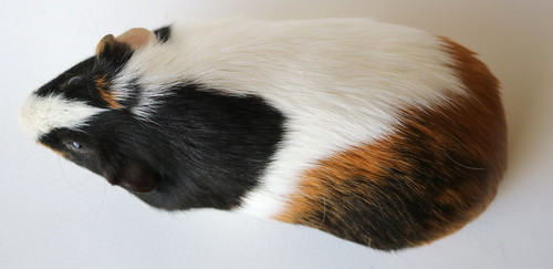 Guinea Pig Reference #1