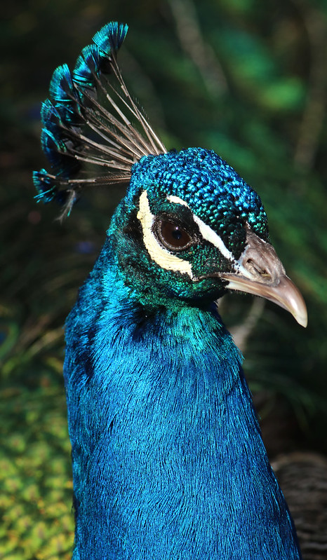 Peacock Reference #105