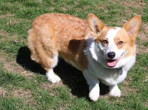 Corgi Reference #5