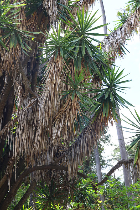 Lisbon Botanical Garden #128