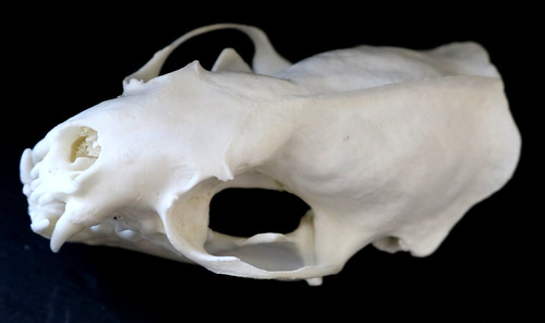 Animal Skull #3