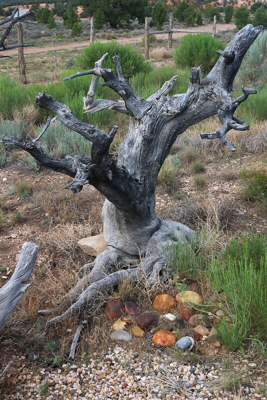 Tree & Rocks #9