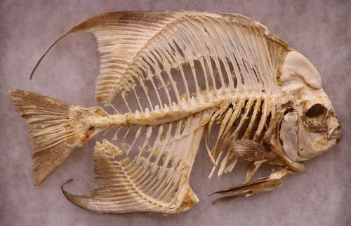 Animal Skeleton #1