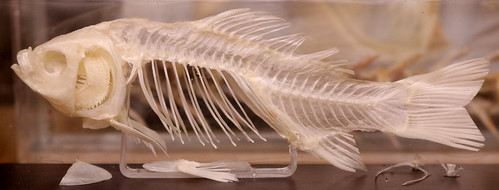 Animal Skeleton #2