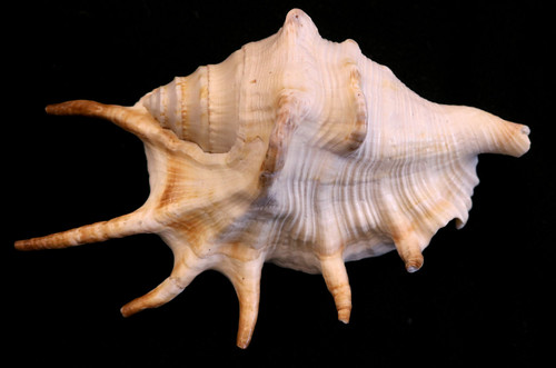 Shell #9