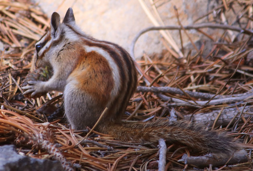 Chipmunk #1