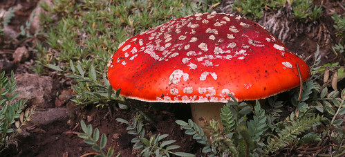 Amanita Muscaria 44