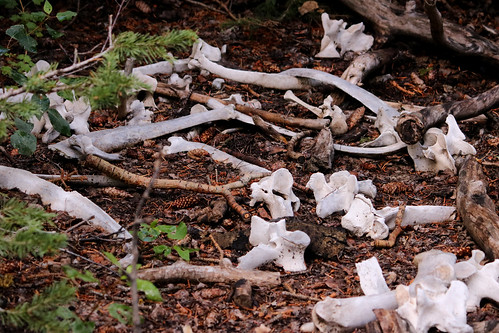 Animal Bones on a Mountain 25