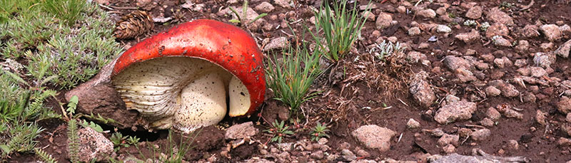 Flickr collection banner mushrooms