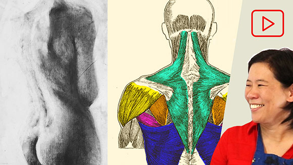 Anatomy for Artists: Upper Back Torso Muscles