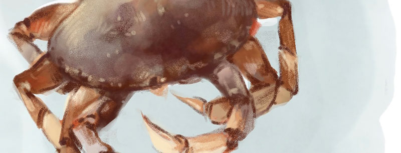 Drawing Crabs, Mia Rozear