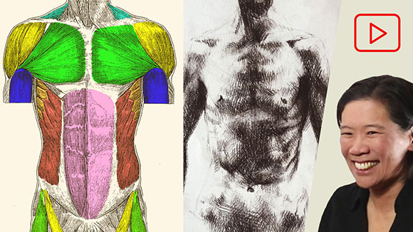 Anatomy for Artists: Front Torso Muscles