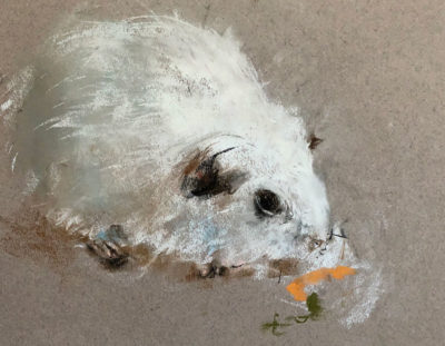 Soft Pastel Drawing: Guinea Pigs