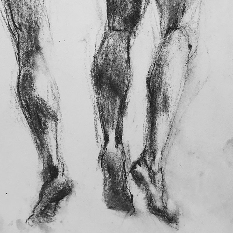 anatomy back legs