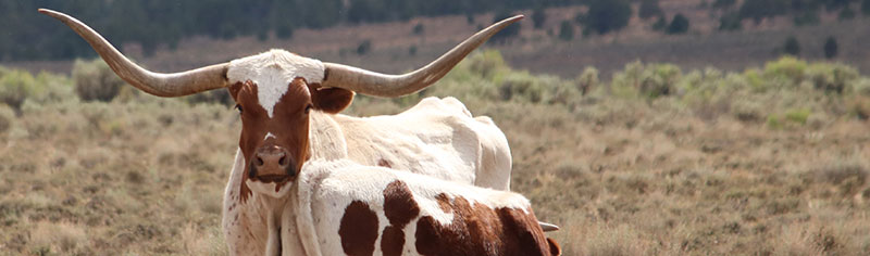 Flickr collection banner cows