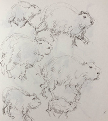 Muybridge Animals: Gesture Drawing