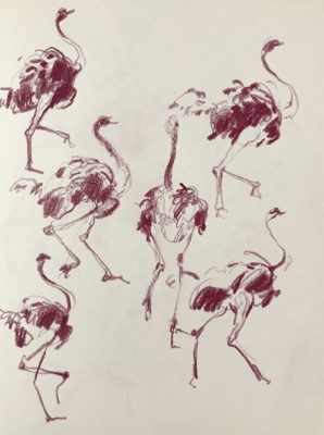 Muybridge Animals: Gesture Drawing