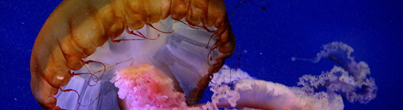 Flickr collection reference banner, Jellyfish