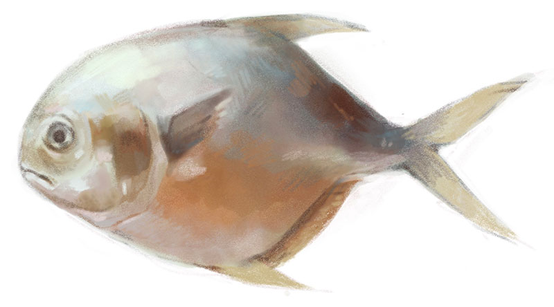 Drawing Fish: Adobe Fresco