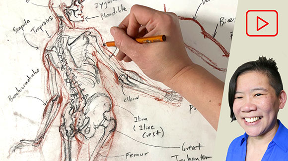 Anatomy for Artists: Drawing a Skeleton Inside a Figure