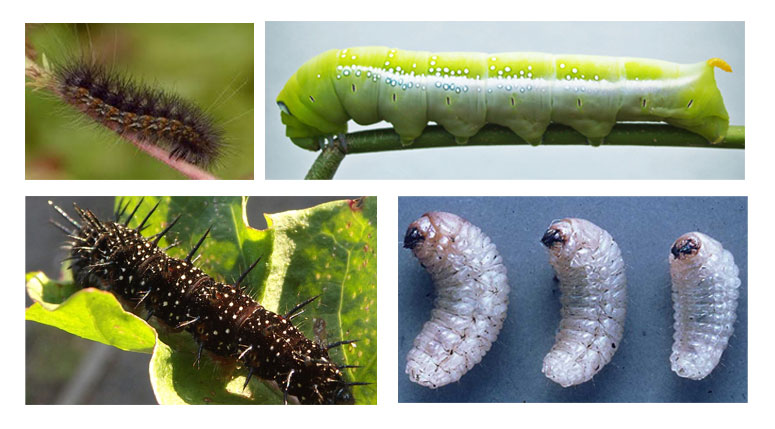 Caterpillar Reference Photos